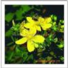 St John’S Wort P.E.